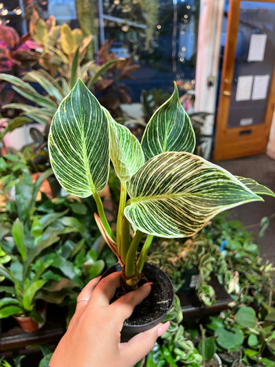 Philodendron ‘Birkin'