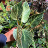 Philodendron ‘Birkin'