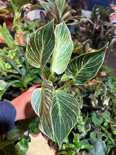 Philodendron ‘Birkin'