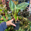 Philodendron ‘Birkin'