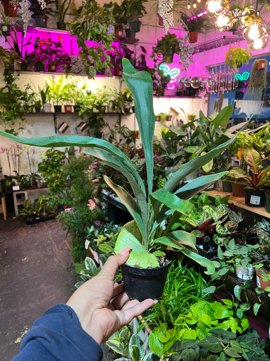 Staghorn Fern