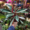 Stromanthe 'Triostar'