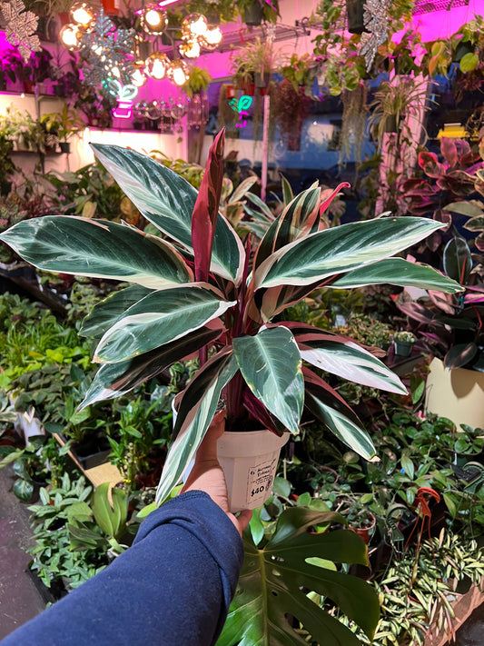 Stromanthe Triostar