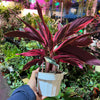 Stromanthe 'Triostar'