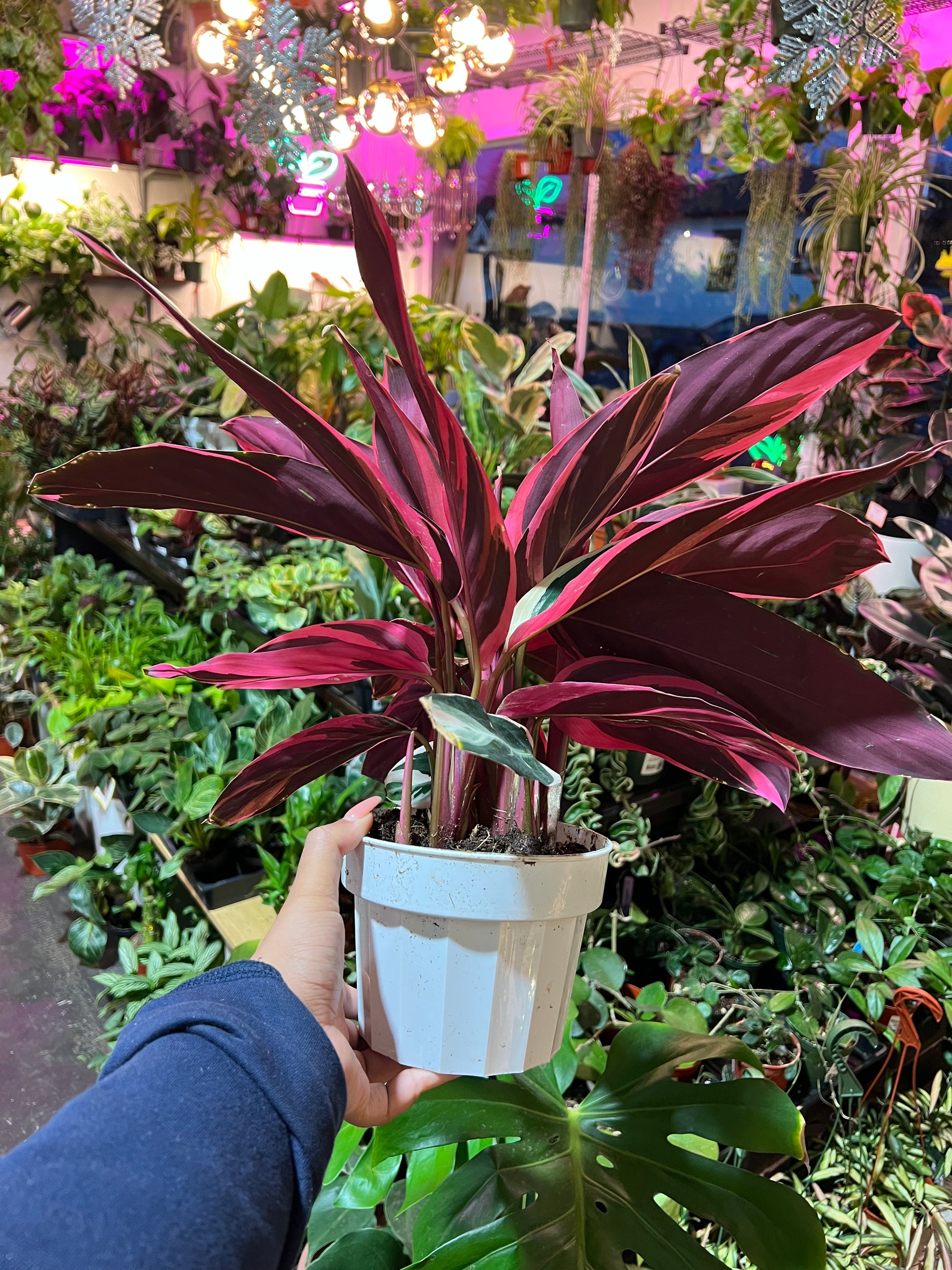 Stromanthe 'Triostar'
