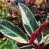 Stromanthe 'Triostar'
