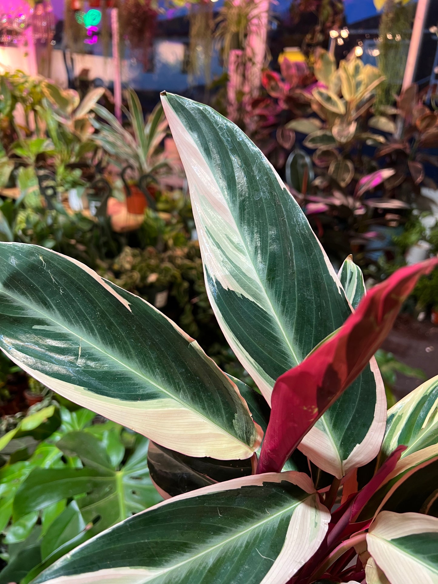 Stromanthe 'Triostar'
