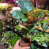 Ficus Lyrata 'Little Sunshine'