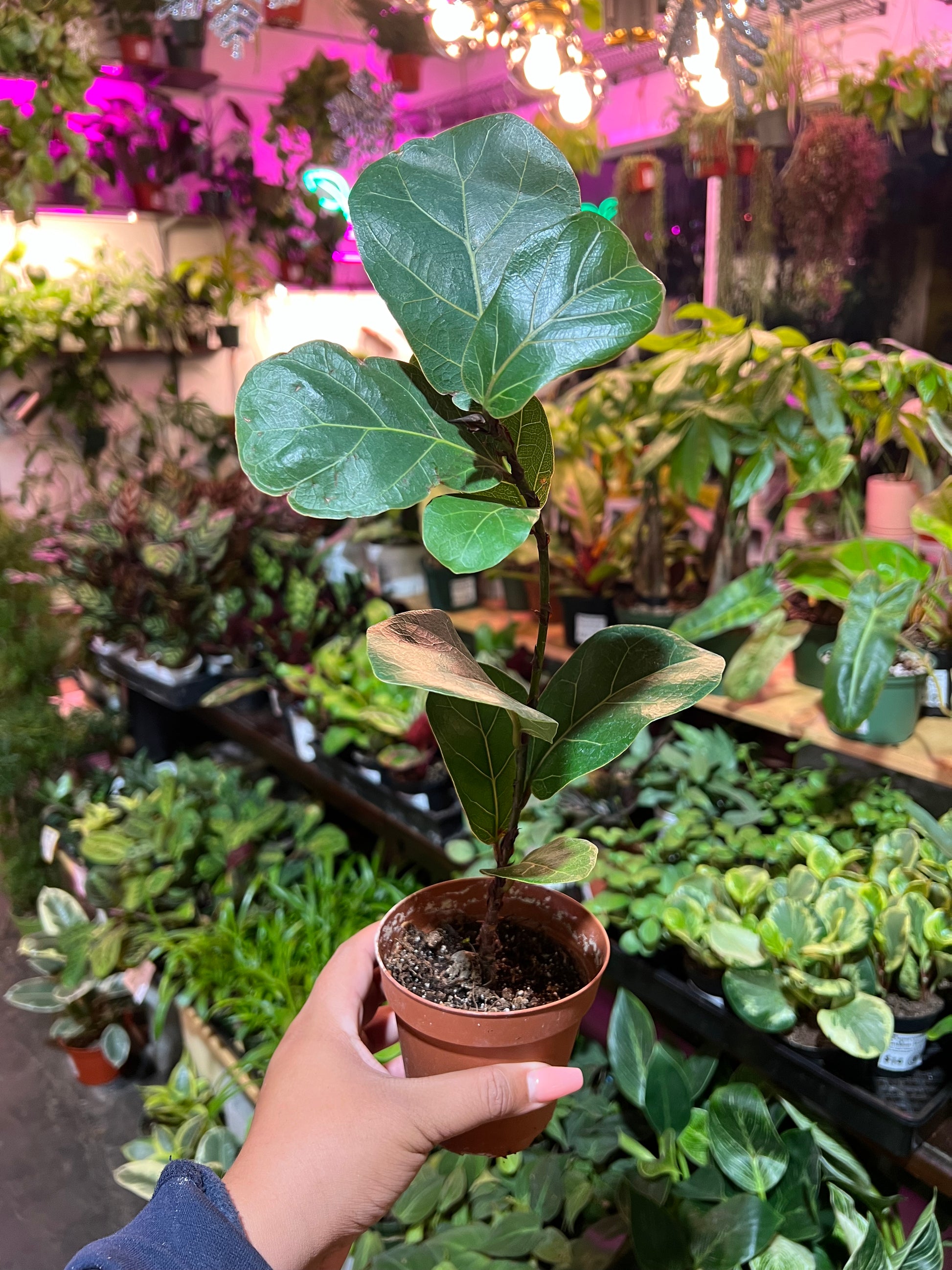 Ficus Lyrata ‘Fiddle Leaf Fig’ – Humboldt Houseplants