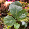 Ficus Lyrata 'Little Sunshine'