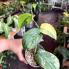 Pothos Jade Satin Variegated