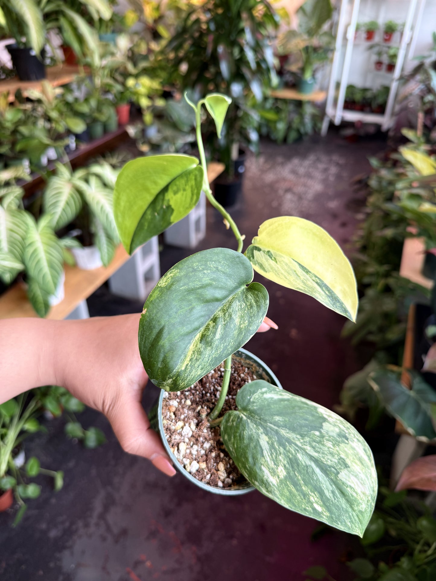 Pothos Jade Satin Variegated