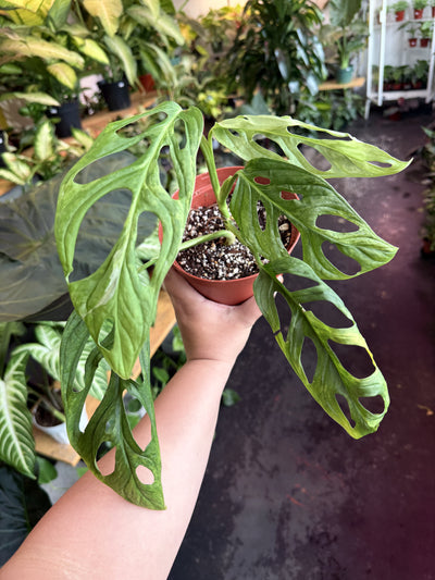 Monstera Adansonii 'Indonesian Mint'