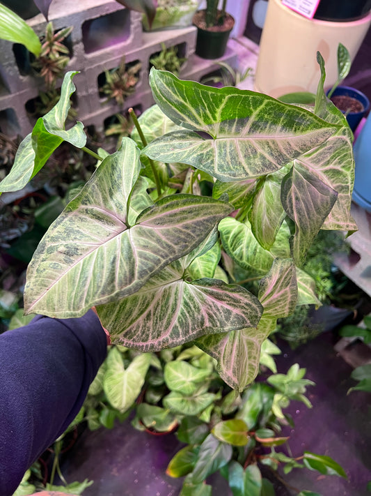 Syngonium White Butterfly