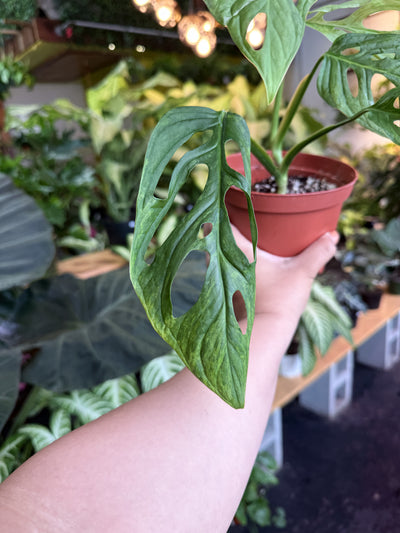 Monstera Adansonii 'Indonesian Mint'