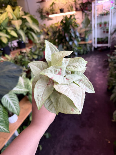 Syngonium 'Milk Confetti'