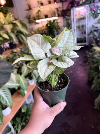 Syngonium 'Milk Confetti'