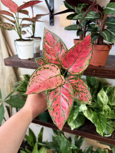Chinese Evergreen 'Lady Valentine'