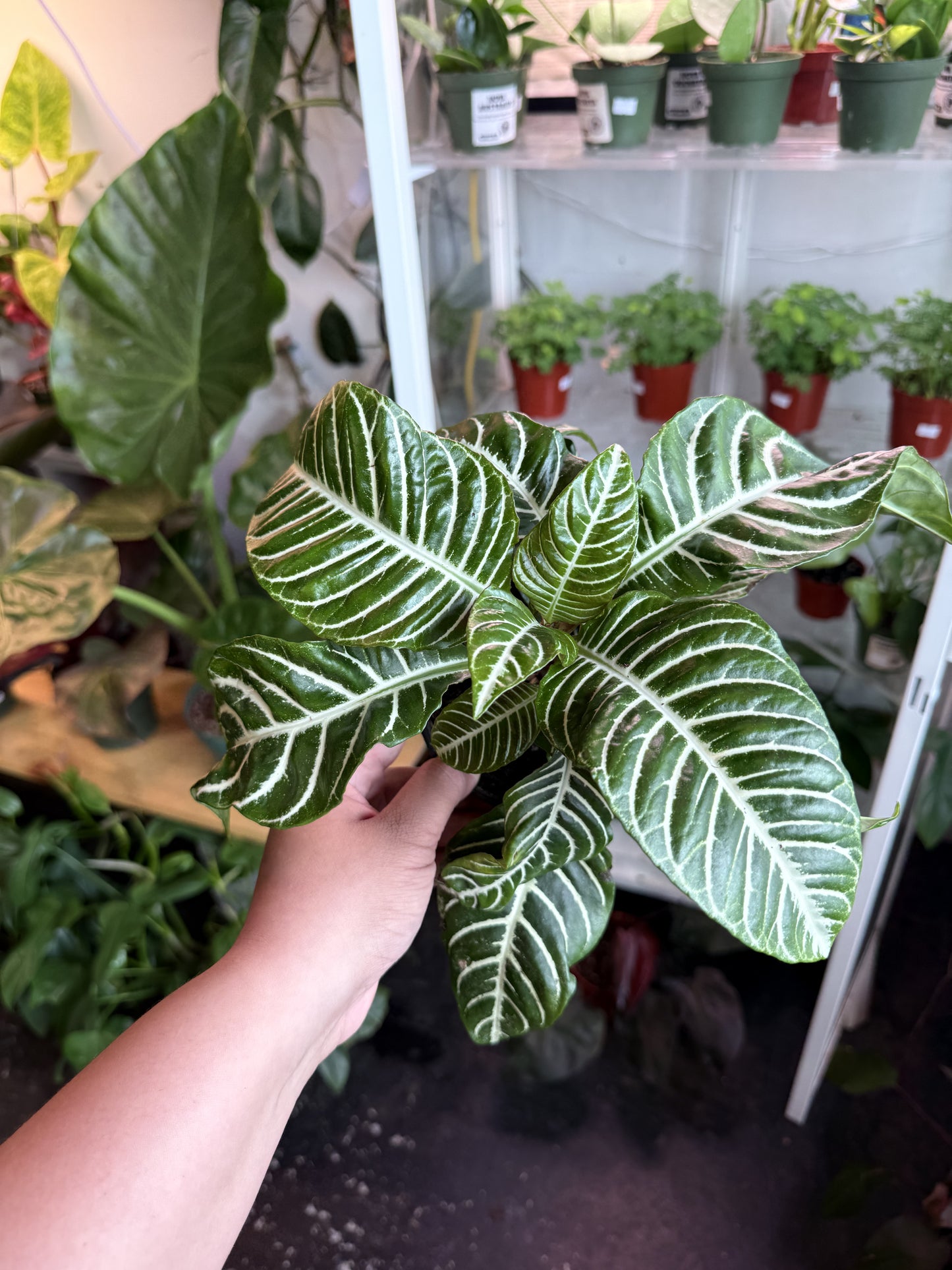 Zebra Plant