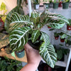 Zebra Plant