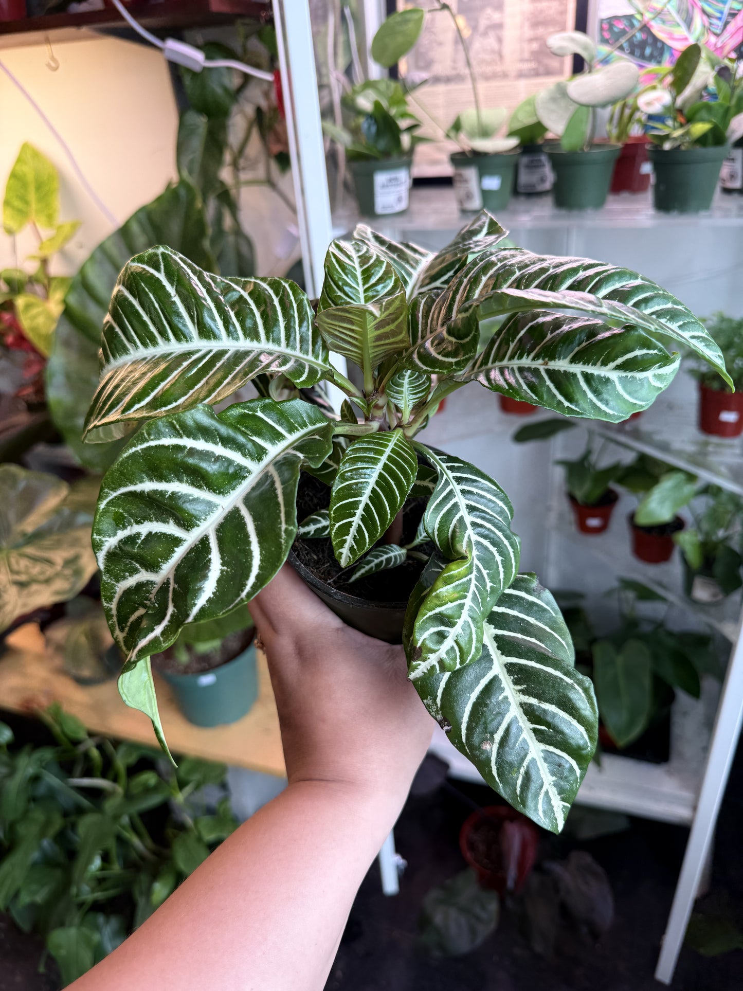 Zebra Plant