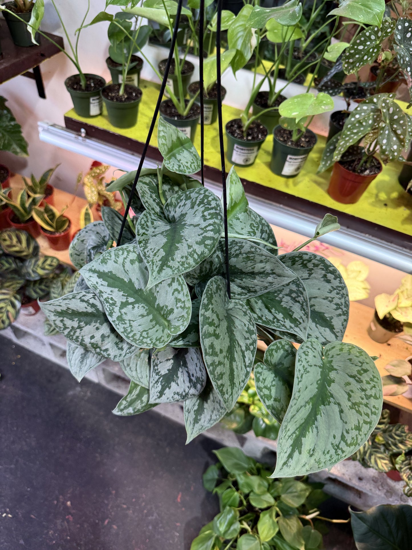 Scindapsus Pictus 'Exotica'