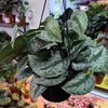 Scindapsus Pictus 'Exotica'