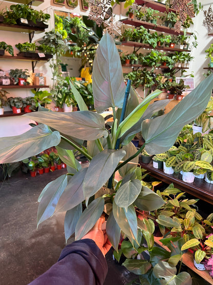 Philodendron 'Silver Sword”