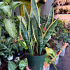Sansevieria 'Laurentii'