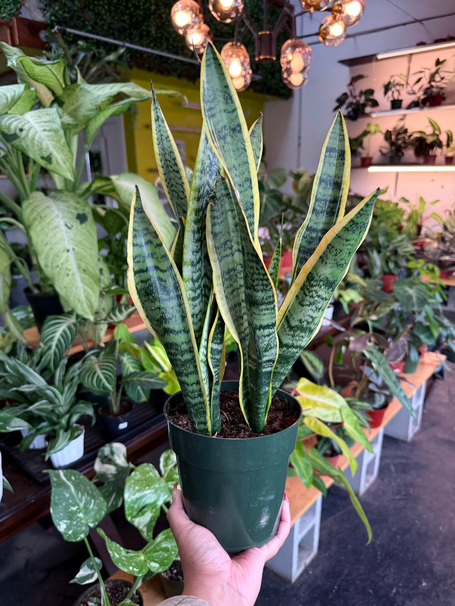 Sansevieria 'Laurentii'