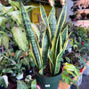Sansevieria 'Laurentii'