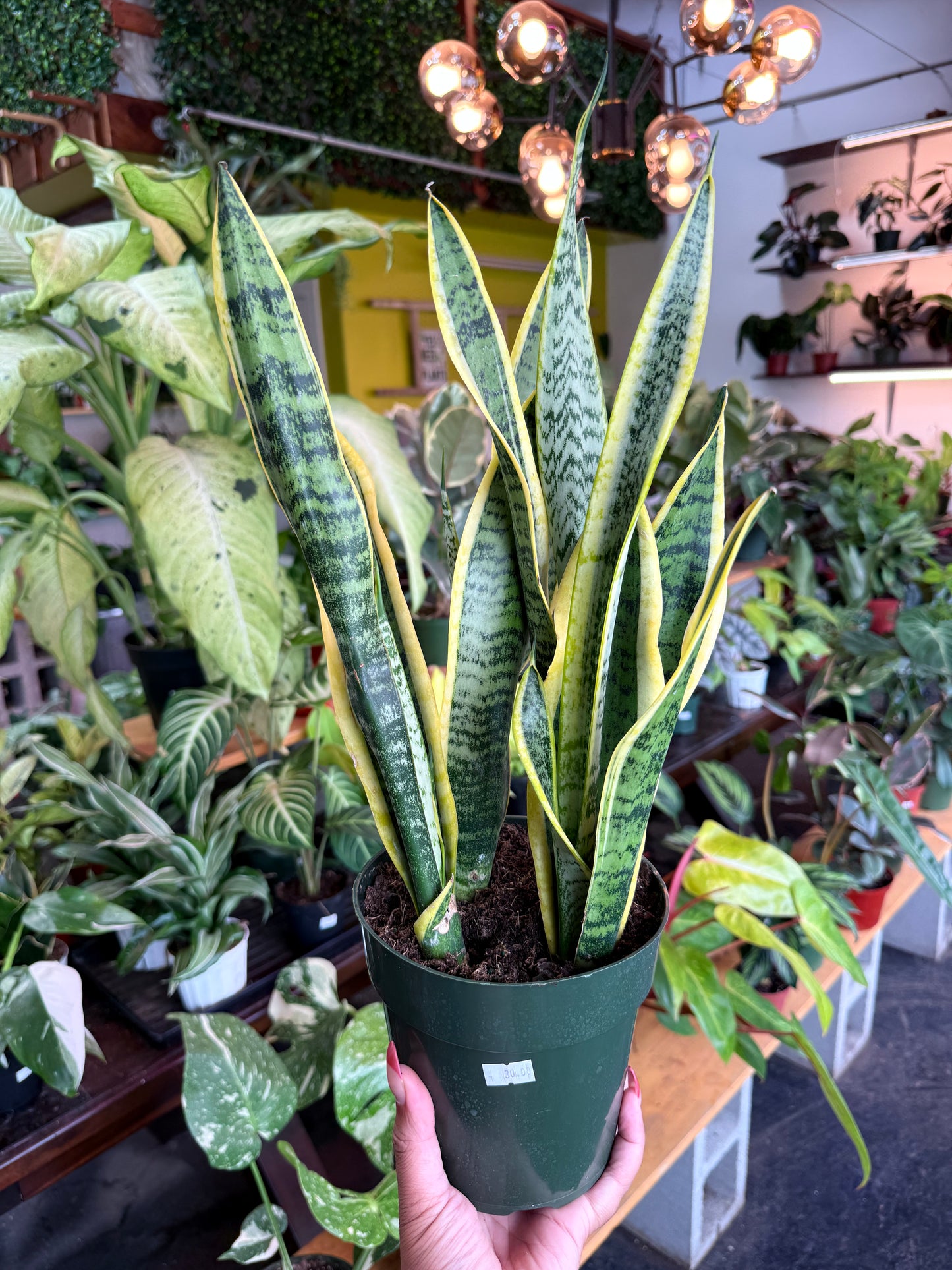 Sansevieria 'Laurentii'