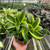 Dracaena Tornado