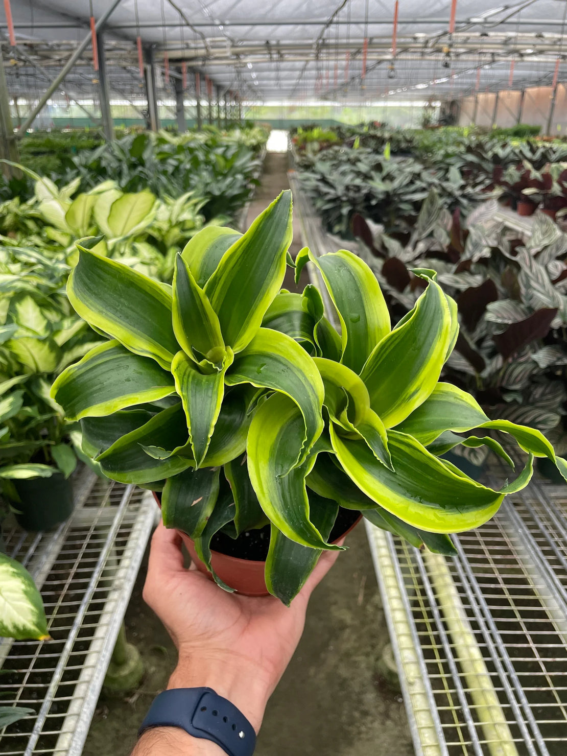 Dracaena Tornado