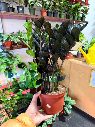 ZZ Zamioculcas ‘Black Queen’