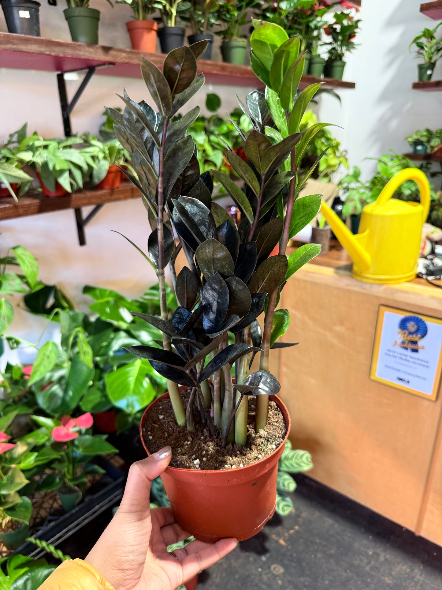 ZZ Zamioculcas ‘Black Queen’