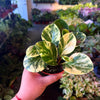 Peperomia 'Marble'