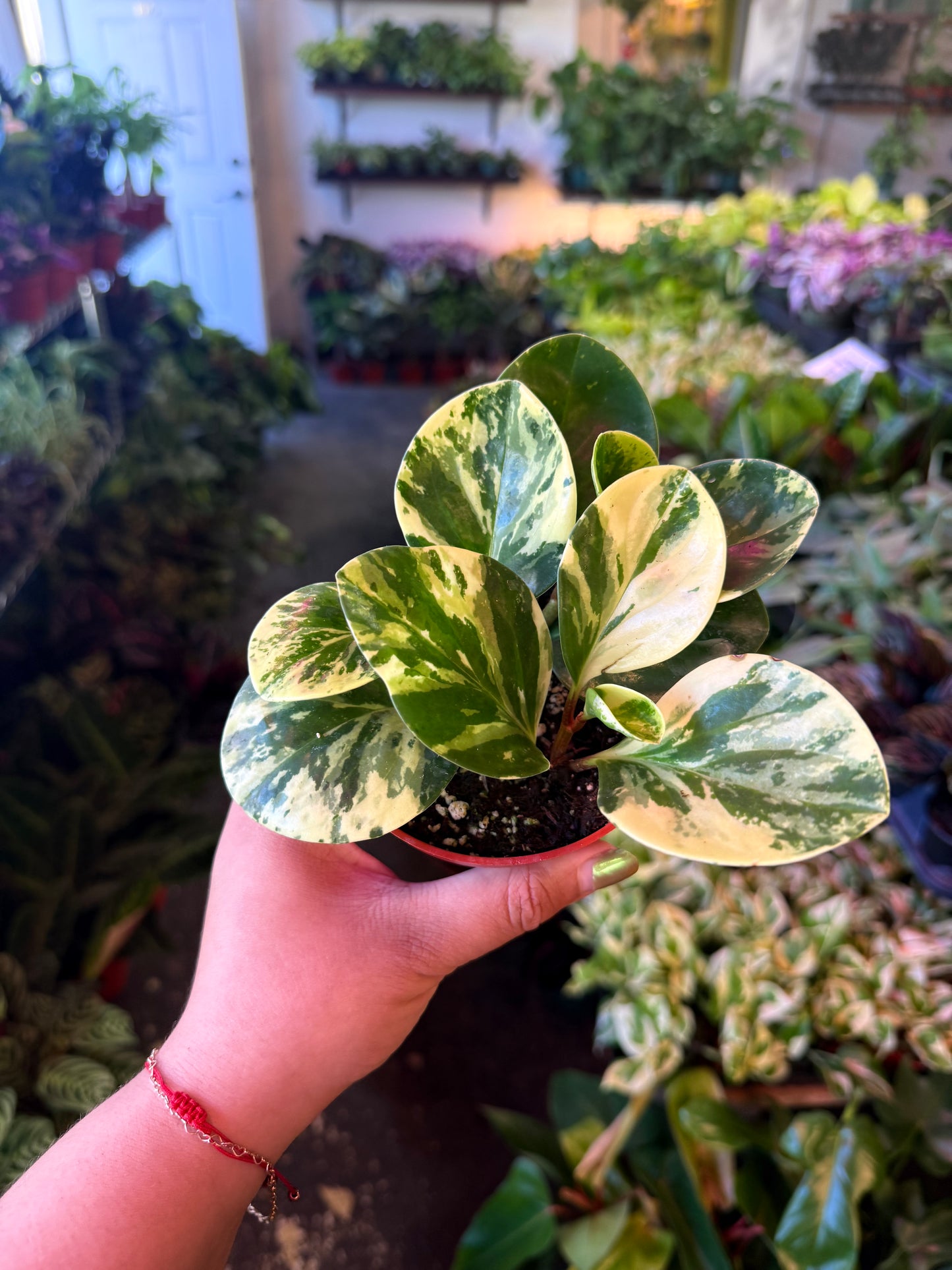 Peperomia 'Marble'