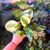 Peperomia 'Marble'