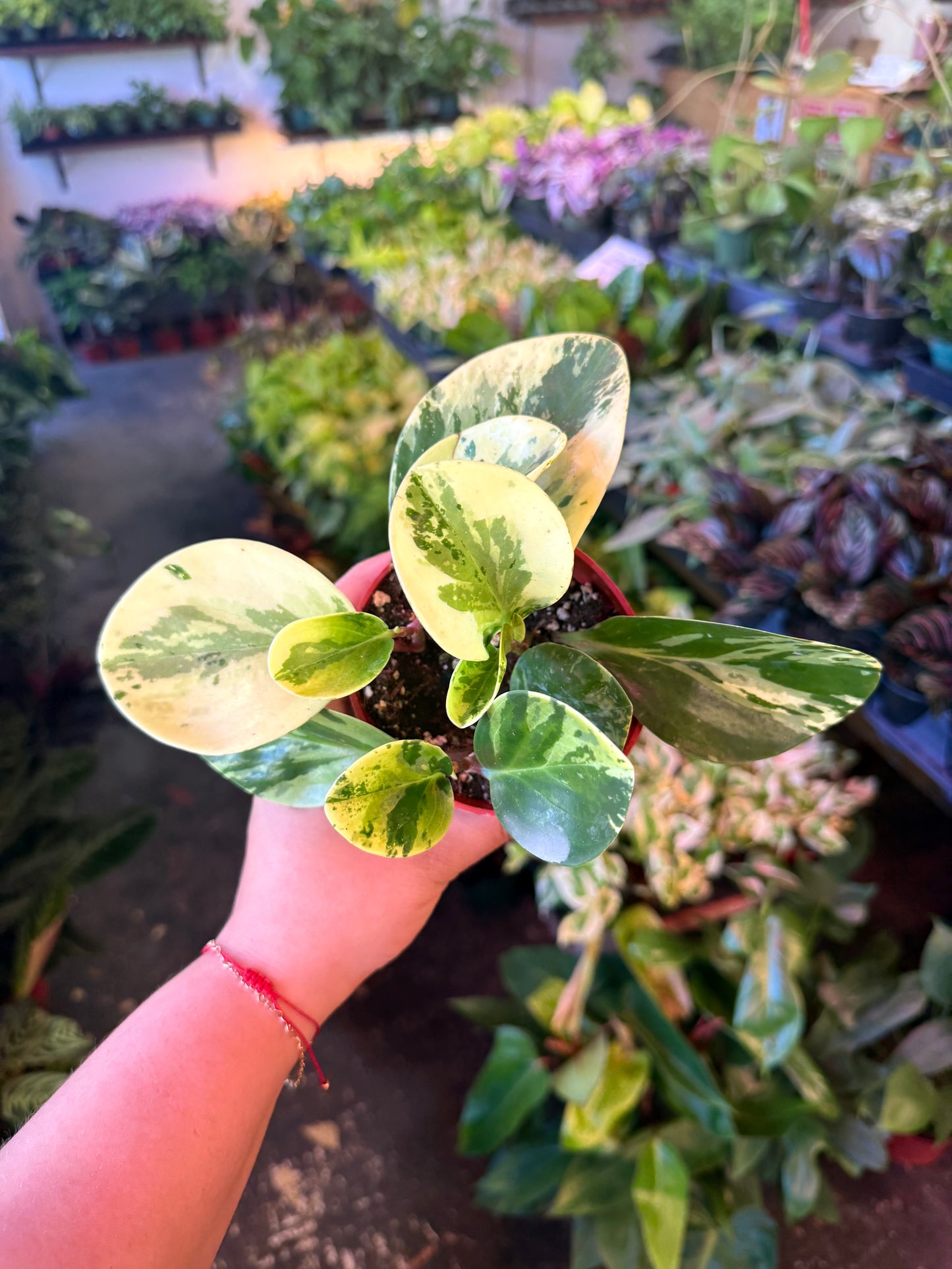 Peperomia 'Marble'