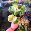 Peperomia 'Marble'