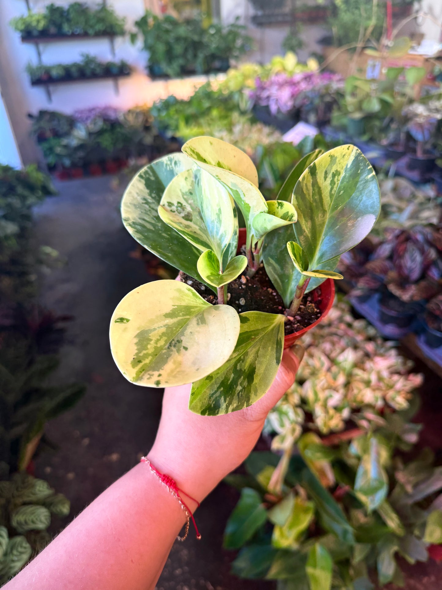 Peperomia 'Marble'