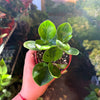 Peperomia 'Baby Lemon Lime'