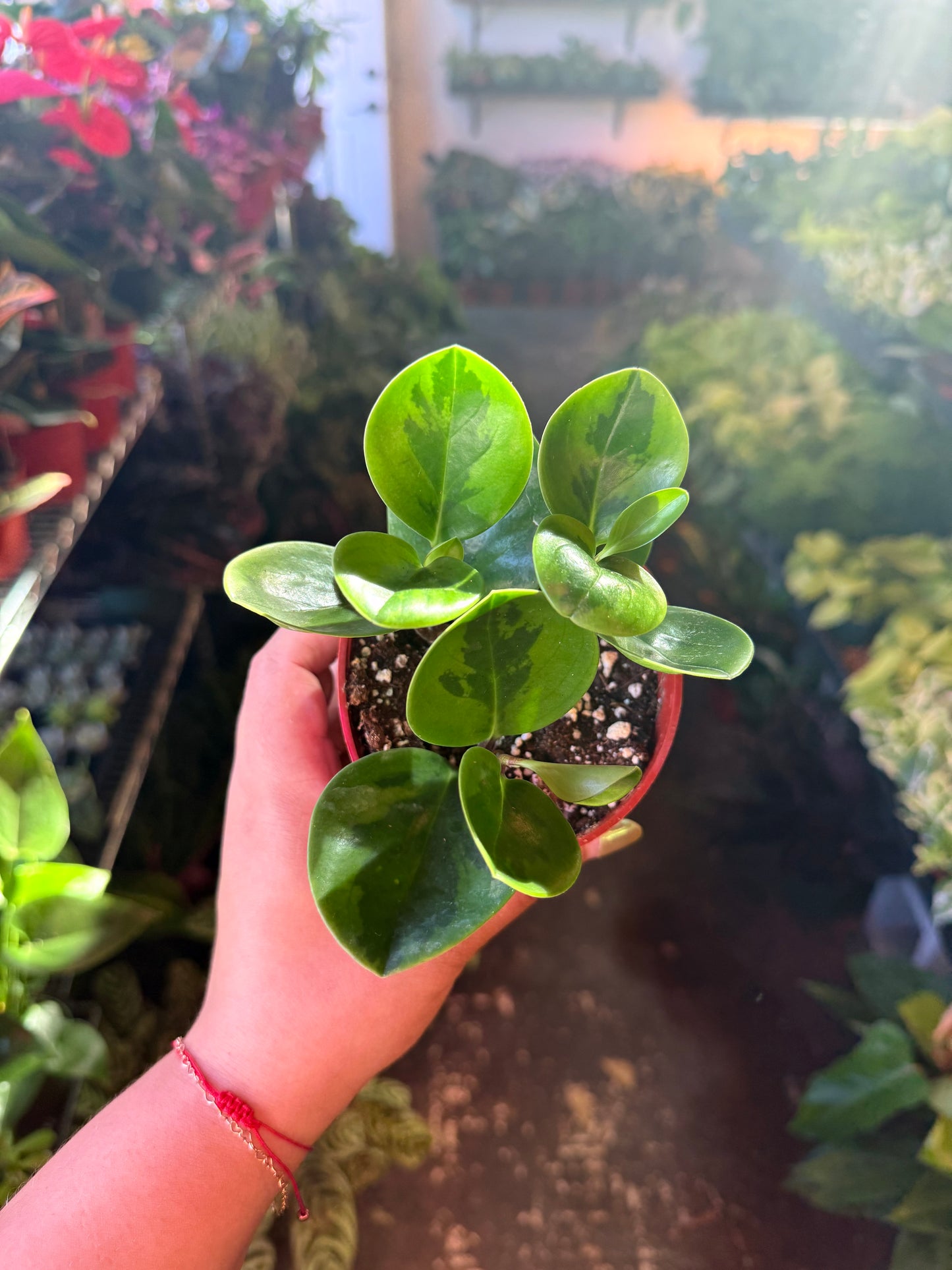 Peperomia 'Baby Lemon Lime'
