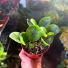 Peperomia 'Baby Lemon Lime'