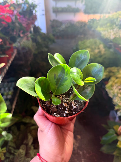 Peperomia 'Baby Lemon Lime'