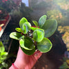 Peperomia 'Baby Lemon Lime'