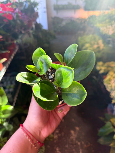Peperomia 'Baby Lemon Lime'