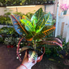 Croton Petra