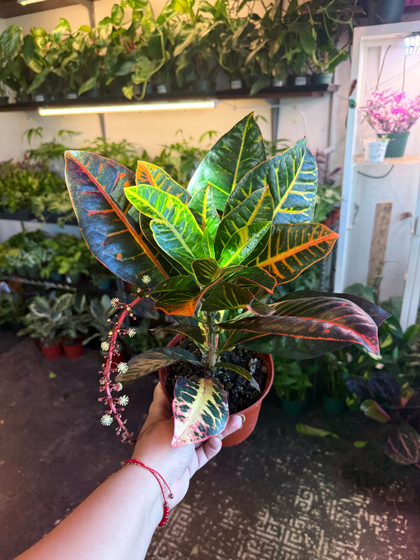Croton Petra